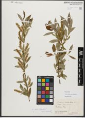 Foto von Salix triandra subsp. amygdalina (L.) Schübl. & G. Martens